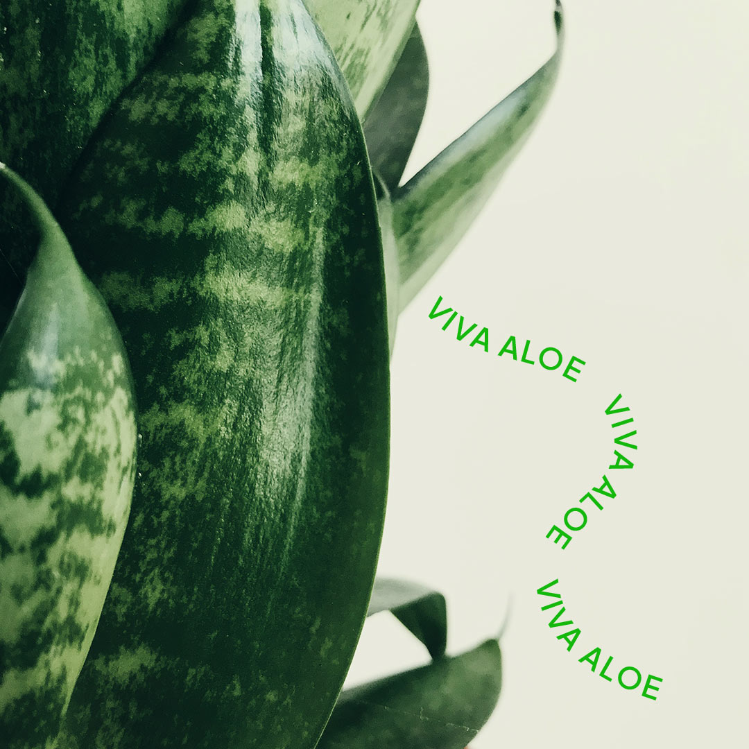 Därför ska du använda aloe vera i din hudvårdsrutin